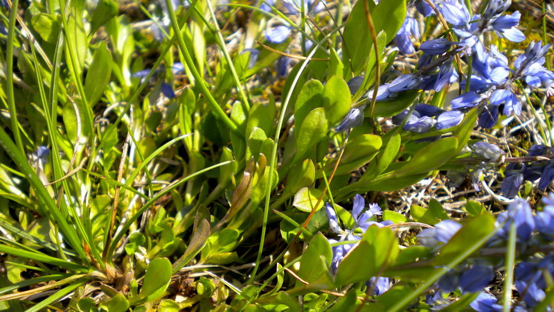Polygala cfr. alpestris